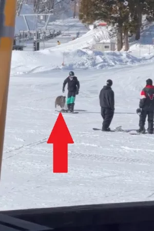 sanglier snowboardeur
