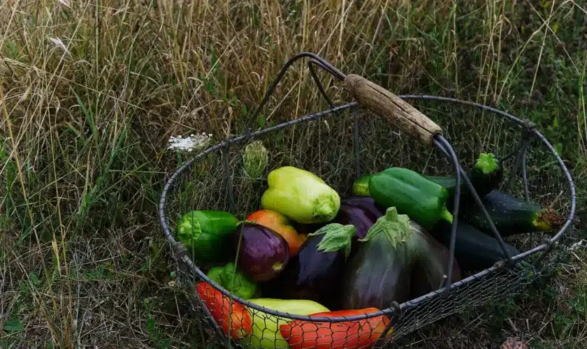 alimentation bio