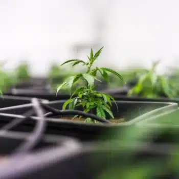 cbd cerveau
